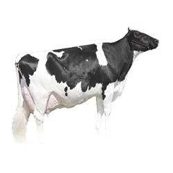 Holstein Boğaları