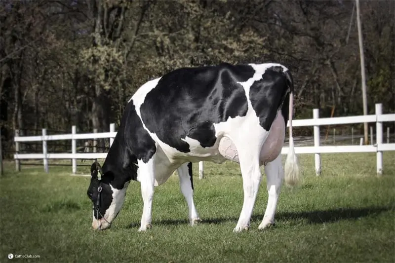 Büyükannesi: Aprilday E Fetzer VG-85