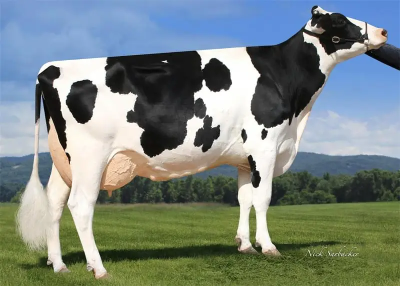 Büy.Büyükannesi: Aprilday Aikman Fendant RDC EX-90
