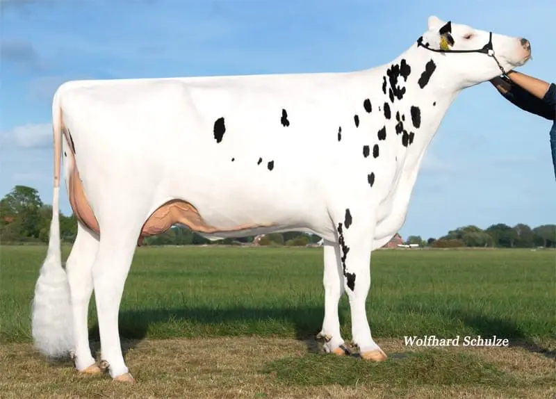 Büyükannesi: MAR Aranja VG-87