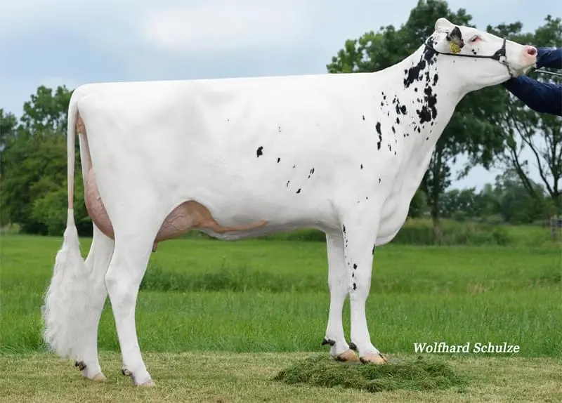Büy.Büyükannesi: Westcoast Penman Aria 3774 VG-87