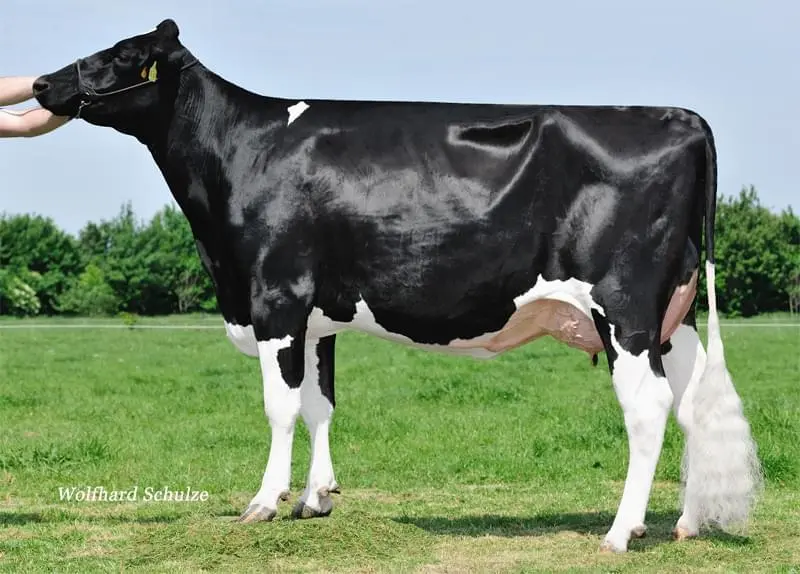 Büy.Büyükannesi: Diva Mr EX-90
