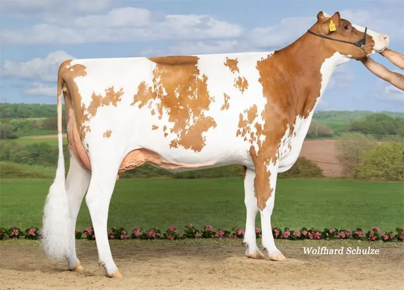 GGA Gondel RDH VG-86