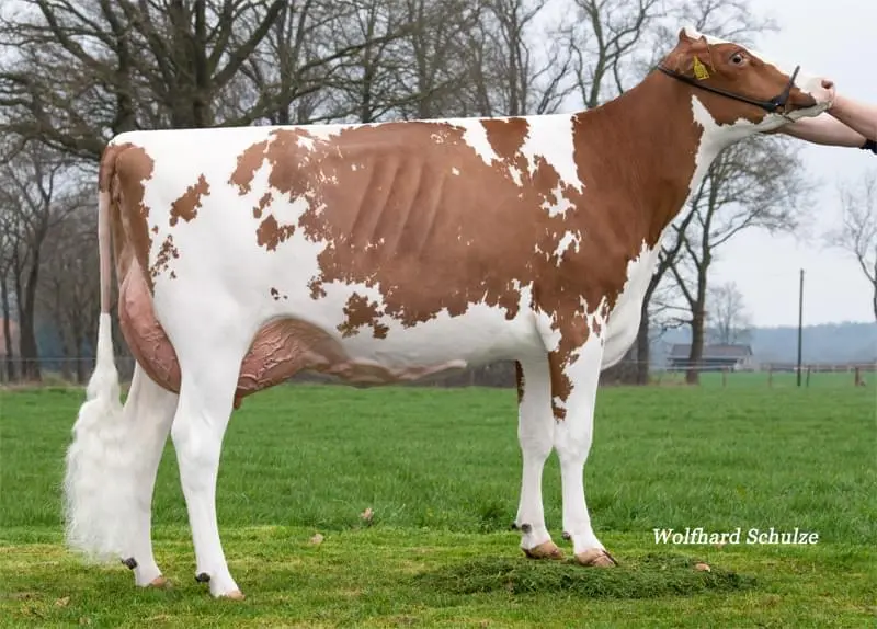 Herlind P GP-84