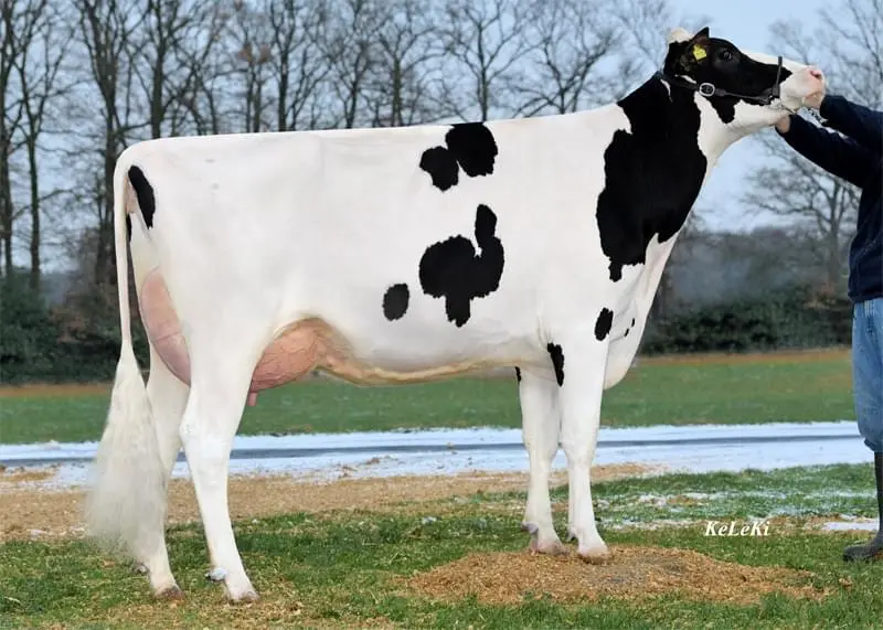 Büyükannesi: JHP Candylin VG-87