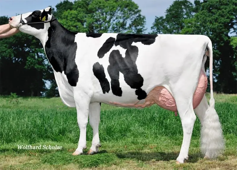 Büy.Büyükannesi: Candy EX-90