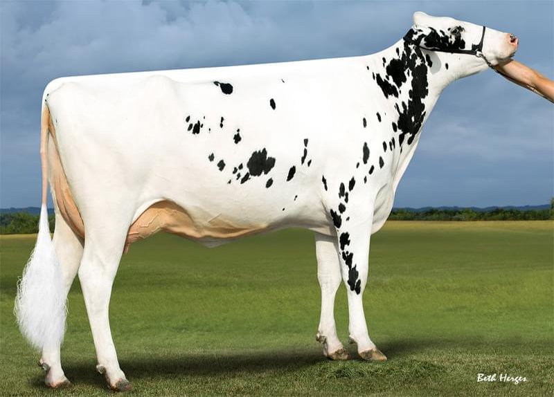 Westcoast Penman Aria 3774 VG-87