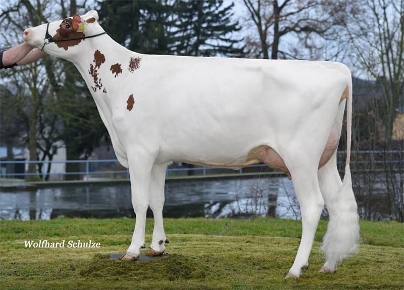 Annesi: Vox Sabina Red P VG-88