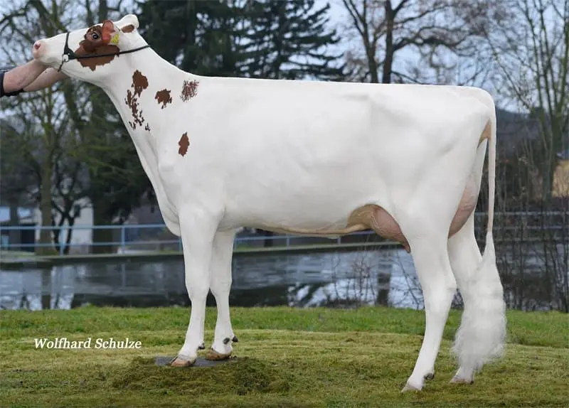 Annesi: Vox Sabina Red P VG-88