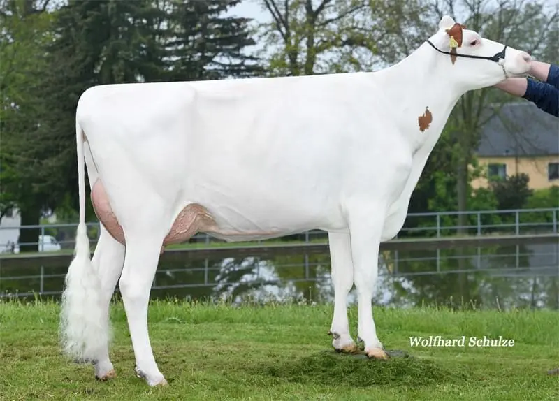 Büyükannesi: Vox Sophia EX-91