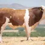 HAMMER Pp