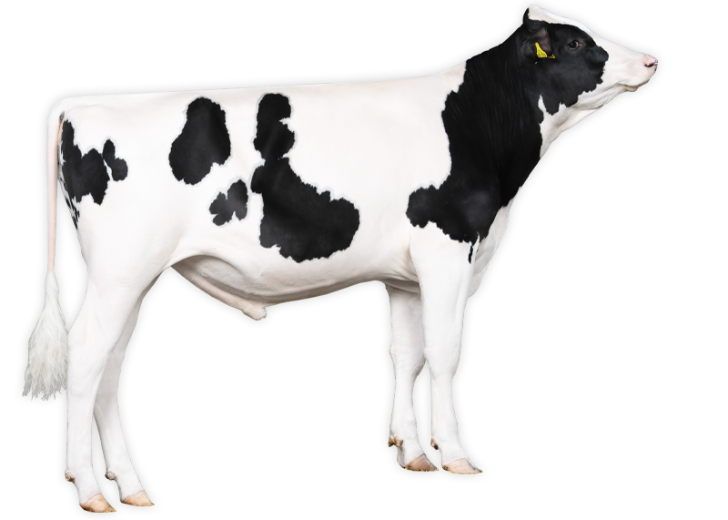 Paeßens Holsteins