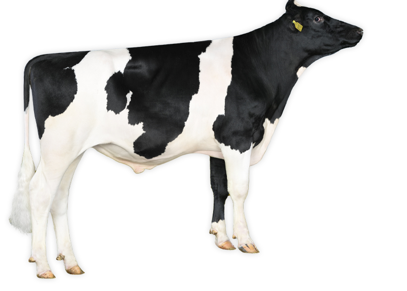Benninghoff Holsteins